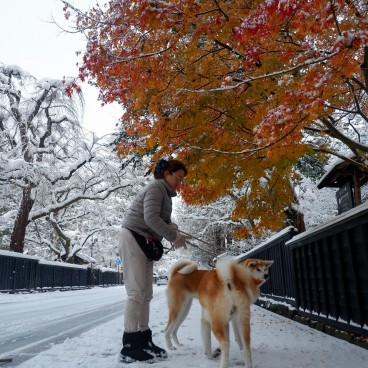 Chiens Akita-inu de maison Enishi à Kakunodate 3