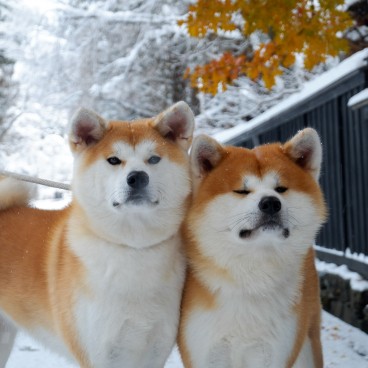 Chiens Akita-inu de maison Enishi à Kakunodate 4