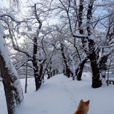 Chiens Akita-inu de maison Enishi à Kakunodate 5