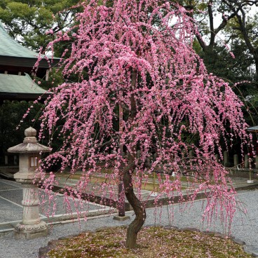 Jonan-gu (Kyoto), prunier pleureur (shidare ume)