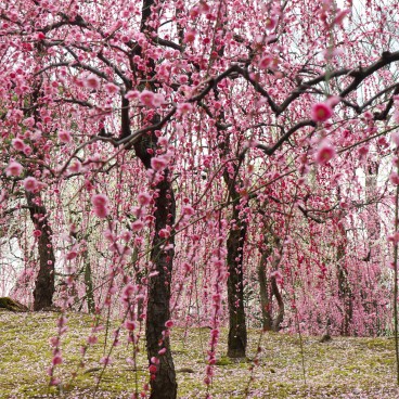 Forêt de pruniers pleureurs (shidare ume) au sanctuaire Jonan-gu (Kyoto) 2
