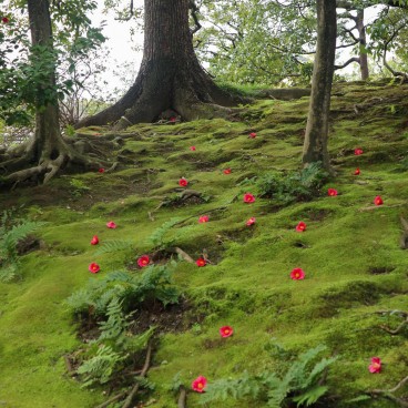 Jardin de camélias et mousse au sanctuaire Jonan-gu (Kyoto)