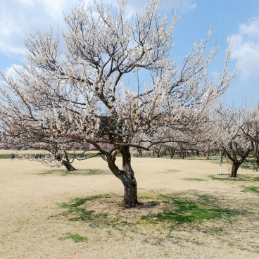 Kairaku-en (Mito), parc aux pruniers japonais