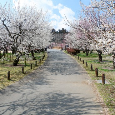 Parc aux pruniers japonais du jardin Kairaku-en (Mito)