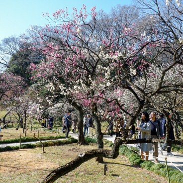 Parc aux pruniers Bairin au Koishikawa Korakuen à Tokyo