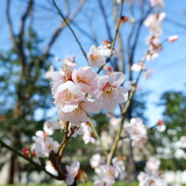 Koishikawa Korakuen (Tokyo), parc aux pruniers Bairin