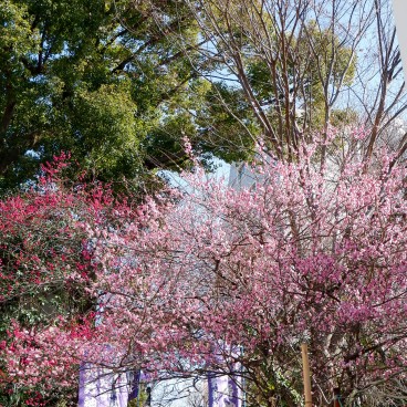 Ushi-Tenjin Kitano-jinja (Tokyo), escalier et pruniers en fleur à l'entrée du sanctuaire