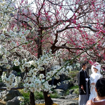 Yushima Tenman-gu, Cérémonie de mariage shinto