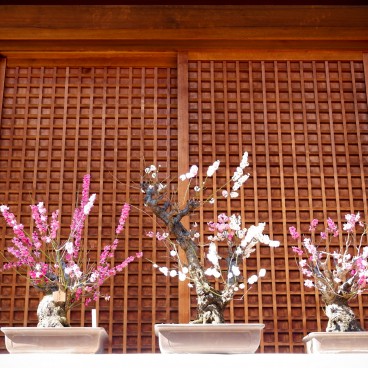 Yushima Tenman-gu, Bonsai de pruniers