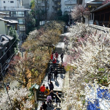 Yushima Tenman-gu, Grand escalier avec pruniers menant à l'entrée du sanctuaire