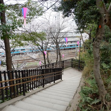 Parc Asukayama, Promenade sous les cerisiers en fleurs 6