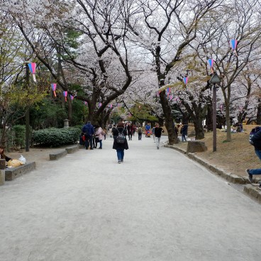 Parc Asukayama, Promenade sous les cerisiers en fleurs 7