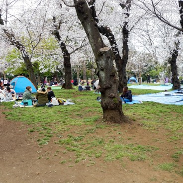 Parc Asukayama, Familles installées sous les cerisiers
