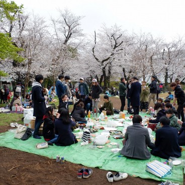 Parc Asukayama, Jeunes Japonais pique-niquant sous les cerisiers en fleurs