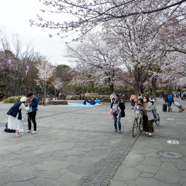 Parc Asukayama, Promenade sous les cerisiers en fleurs