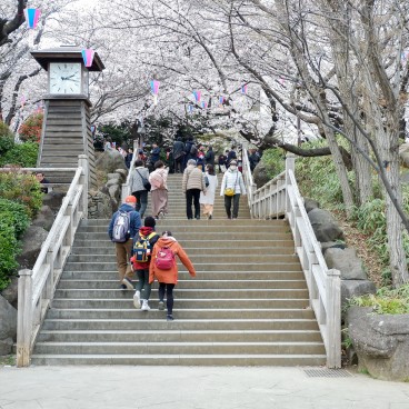 Parc Asukayama, Promenade sous les cerisiers en fleurs 2