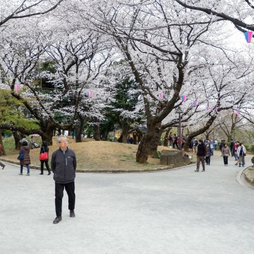 Parc Asukayama, Promenade sous les cerisiers en fleurs 4