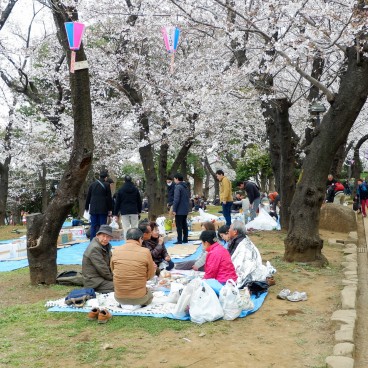 Parc Asukayama, Visiteurs installés pour un pique-nique sous les cerisiers en fleurs 2
