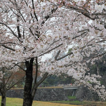 Inui-dori, Cerisiers en fleurs 2