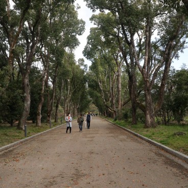 Allée des camphriers au Jardin botanique de Kyoto