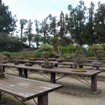 Exposition de bonsaï au Jardin botanique de Kyoto