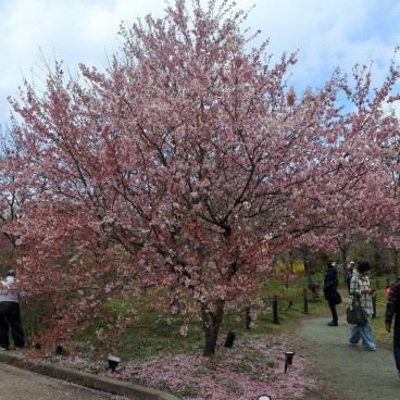 Un cerisier du Jardin botanique de Kyoto