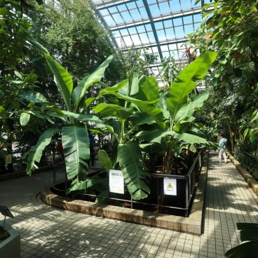 Serre tropicale du Jardin botanique de Kyoto 4