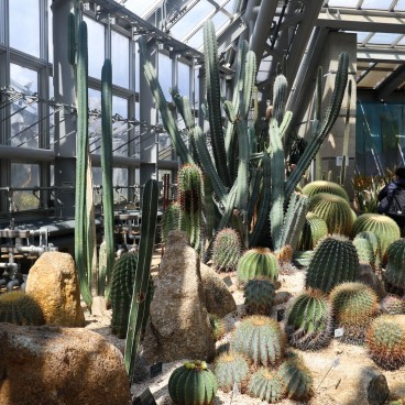 Serre tropicale sèche du Jardin botanique de Kyoto