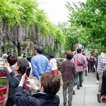 Glycines en fin de floraison sur le pont Hira-bashi au sanctuaire Kameido Tenjin à Tokyo