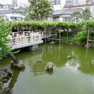 Vue sur les pergolas à glycines du sanctuaire Kameido Tenjin à Tokyo
