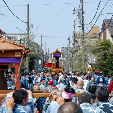 Kanamara Matsuri, Vue sur la procession des mikoshi