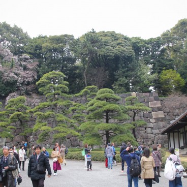 Vue sur Kokyo Higashi Gyoen en période de sakura 7