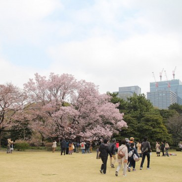 Vue sur Kokyo Higashi Gyoen en période de sakura 2