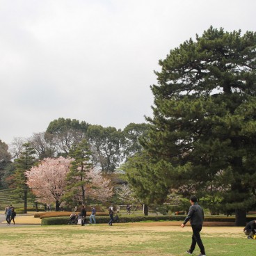 Vue sur Kokyo Higashi Gyoen en période de sakura 6