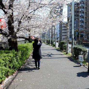 Promenade sous les cerisiers à Omokage-bashi