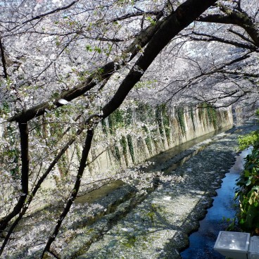 Promenade sous les cerisiers à Omokage-bashi 4