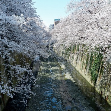 Promenade sous les cerisiers à Omokage-bashi et rivière Kanda