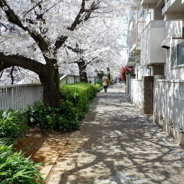 Promenade sous les cerisiers à Omokage-bashi 5
