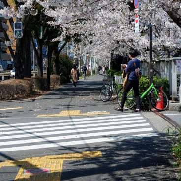 Promenade sous les cerisiers à Omokage-bashi 2