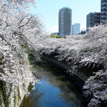 La rivière Kanda et ses cerisiers en fleur depuis le pont Omokage-bashi