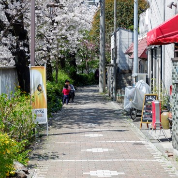 Promenade sous les cerisiers à Omokage-bashi 6