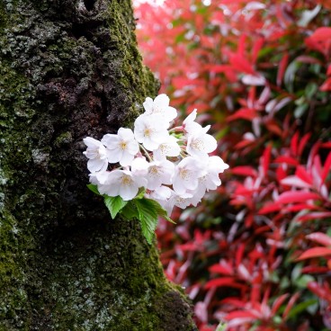 Fleurs de cerisier au bord de la rivière Shakuji-gawa à Tokyo