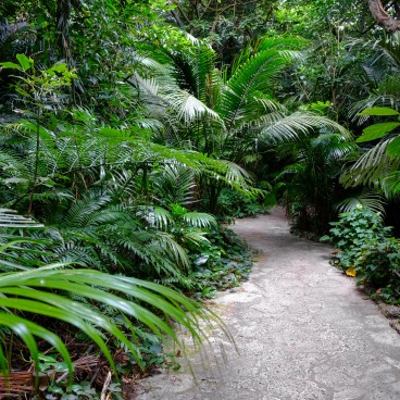 Yonehara à Ishigaki, Forêt de palmiers