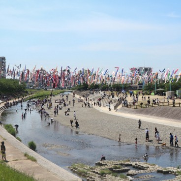 Takatsuki (Osaka), cerf-volants koi nobori au-dessus de la rivière Akuta au parc Akutagawa Sakurazutsumi 2