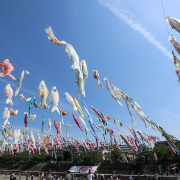 Takatsuki (Osaka), cerf-volants koi nobori au-dessus de la rivière Akuta au parc Akutagawa Sakurazutsumi 3