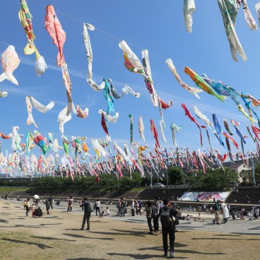Takatsuki (Osaka), cerf-volants koi nobori au-dessus de la rivière Akuta au parc Akutagawa Sakurazutsumi 4