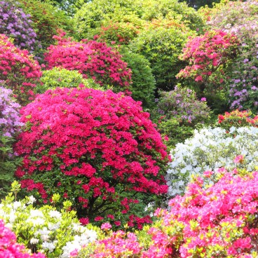 Vue sur les azalées du temple Shiofune Kannon-ji à Ome 2