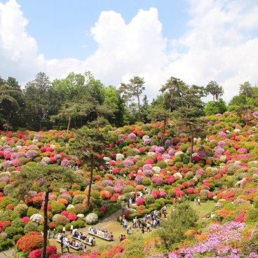 Shiofune Kannon-ji (Ome), esplanade du temple pendant la floraison des azalées à la fin avril