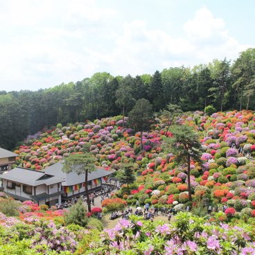 Shiofune Kannon-ji (Ome), vue sur la colline aux azalées du temple mi-avril et début mai