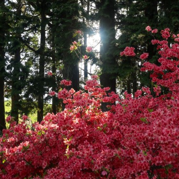 Rhododendrons en fleurs en mai au mont Yamato Katsuragi-san (Nara)